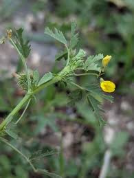 Image result for Medicago laciniata