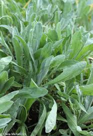 Image result for Aurinia