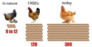 With the growing popularity of urban farming, more and more people are becoming interested in starting their own backyard flocks believing that, by raising. The Unavoidably Violent History Of Backyard Eggs Free From Harm