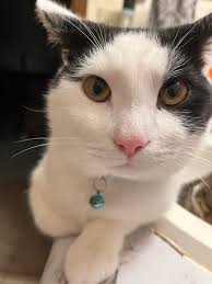 Hi all! I am Dodge Doodle 🐶💙🩵💙