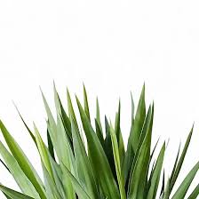 Image result for Yucca gigantea