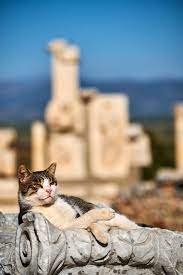 A New Book Of Photography Chronicles The Grand Odyssey Of Street Cats From Morocco To Japan Cats Cats And Kittens Dog Cat