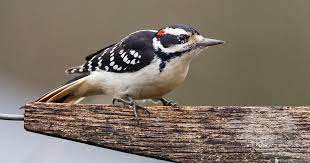 Their population has been on the. Get To Know These 20 Common Birds Audubon