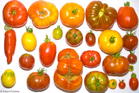 Tomato varieties from around the world - more than 20.000 species