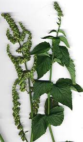 Image result for Mesosphaerum