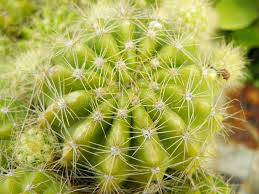 Maybe you would like to learn more about one of these? 5 218 Green Ball Cactus Photos Free Royalty Free Stock Photos From Dreamstime