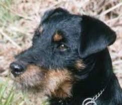 Image result for jagdteriér