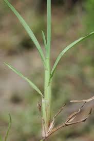 Image result for Axonopus flexuosus