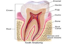Misalnya, jika gigi anda retak, mudah sensitif dan. Trauma The Implant And Oral Surgery Centre