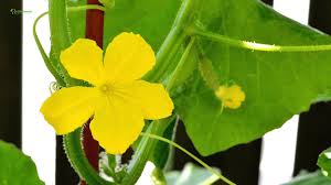 Image result for female flowers cucumber