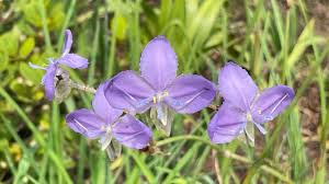 Image result for Murdannia tenuissima