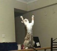 Yavru Kedi Baslangic Seti