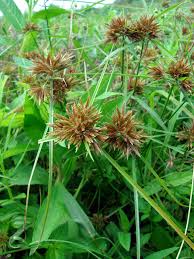 Image result for Pycreus chrysanthus