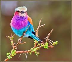 Lilac Breasted Roller Pretty Birds Animals Beautiful Lilac Breasted Roller