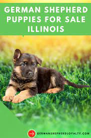 German Shepherd Puppies For Sale Illinois Dog Lover Humor Puppies For Sale German Shepherd Puppies