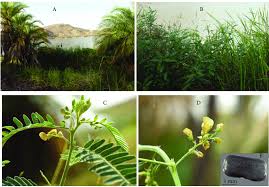 Image result for Sesbania sericea