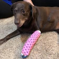 Tlc pet grooming and day spaw prides ourselves in providing the absolute finest services for your most beloved pet! Tlc Pet Spa 20 Photos 23 Reviews Pet Groomers 3907 S Telegraph Rd Dearborn Heights Mi Phone Number