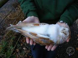 Barn Owl Life Expectancy The Barn Owl Trust