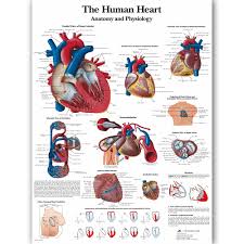 Us 14 72 5 Off Human Heart Chart Anatomy Physiology Poster Map Canvas Painting Wall Pictures For Medical Education Doctors Office Classroom In
