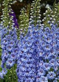 Delphinium Blue Lace Delphinium Blue Flowers Blue Lace