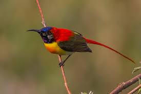 There are 6 species of leaf eating monkeys in india. Fire Tailed Sunbird Wikipedia