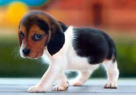 Resultado de imagen de perritos