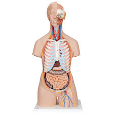 Pelvic girdle and floor female pelvis and reproductive organs male pelvis and reproductive organs urinary bladder and urethra perineum nerves functional anatomy: Torso Model Unisex With Open Back 3b Scientific 1000192 B17