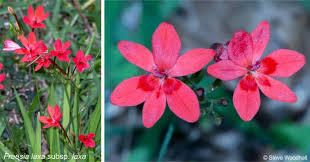 Image result for Freesia laxa