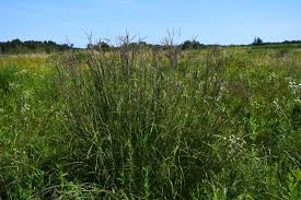 Image result for Andropogon amethystinus