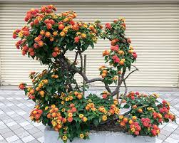 How To Properly Care For Lantana Plants Lantana Plant Fairy Garden Plants Tropical Garden Design