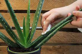 Die aloe vera ist eine sehr widerstandsfähige pflanze, aber dennoch benötigt sie einige pflege. Aloe Vera Haltung Der Pflanze Pflege Giessen Und Umtopfen