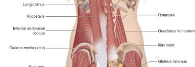 Lower back muscle and hip pain may also be caused by stenosis in the spine. Low Back Archives Learn Muscles