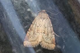 Image result for Photedes minima