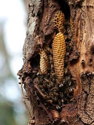 Other great ideas for text: Beehive Wikipedia