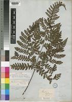 Image result for Triplophyllum protensum