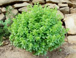 Image result for Ocimum minutiflorum
