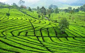 See more of pemandangan kebun teh pangalengan on facebook. Perkebunan Teh Malabar Kisah Mulia Bosscha Si Raja Teh Priangan
