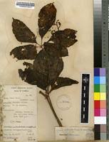 Image result for Cissus aralioides