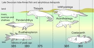 Evolution of tetrapods - Wikipedia