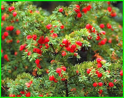 Berikut jenis tanaman perdu yang bisa kamu pilih: Suka Topiary Inilah 12 Jenis Tanaman Yang Bisa Dibentuk Dunia Fauna Hewan Binatang Tumbuhan Dunia Fauna Hewan Binatang Tumbuhan