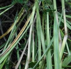Image result for Brachychloa