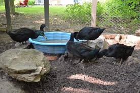 Can You Raise Chickens And Ducks Together In 2020 Chickens Raising Chicks Kittens Funny