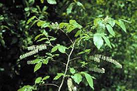 Image result for Bambekea racemosa