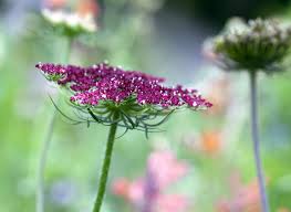 Image result for Daucus melananthus