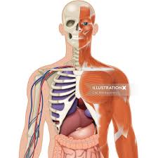 Did you know… ☛ while the size of the human head right from birth won't change drastically, it is the torso and the lower limbs that grow in length. Anatomy Illustration By Lee Montgomery