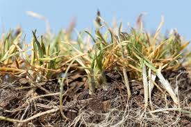 Bermuda grass will grow successfully when you spread bermuda seed on a centipede grass lawn. The When Why And How Of Dethatching Your Lawn