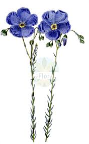 Image result for Linaceae