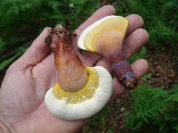 Image result for Ganoderma curtisii