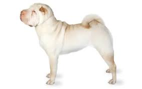 The breed is sturdy and calm, which makes them a good choice for apartments or smaller homes. Chinese Shar Pei Dog Breed Information Pictures Characteristics Facts Dogtime
