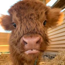 Maybe you would like to learn more about one of these? Scottish Highland Cow Explore Tumblr Posts And Blogs Tumgir